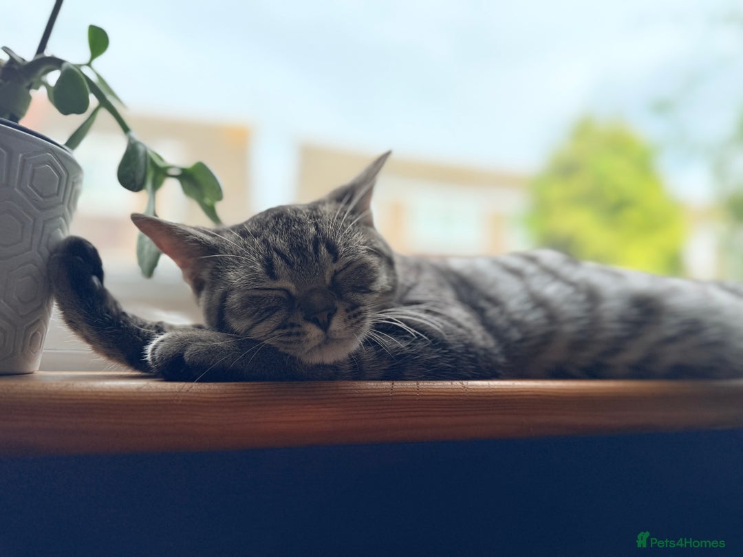 British Shorthair cats for sale: 2 Male British shorthairs. - Image 12