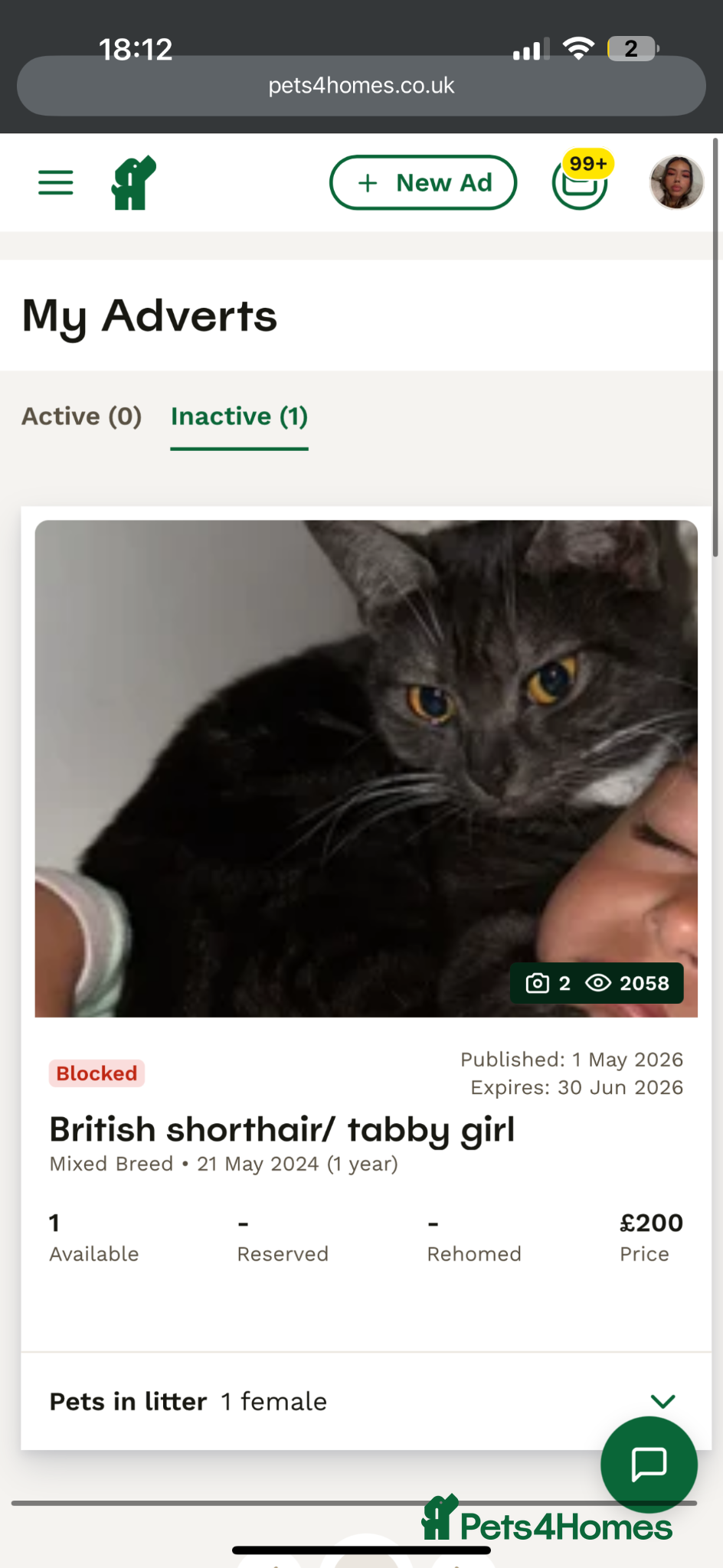 British Shorthair cats British shorthair / tabby female cat  - Advert 1