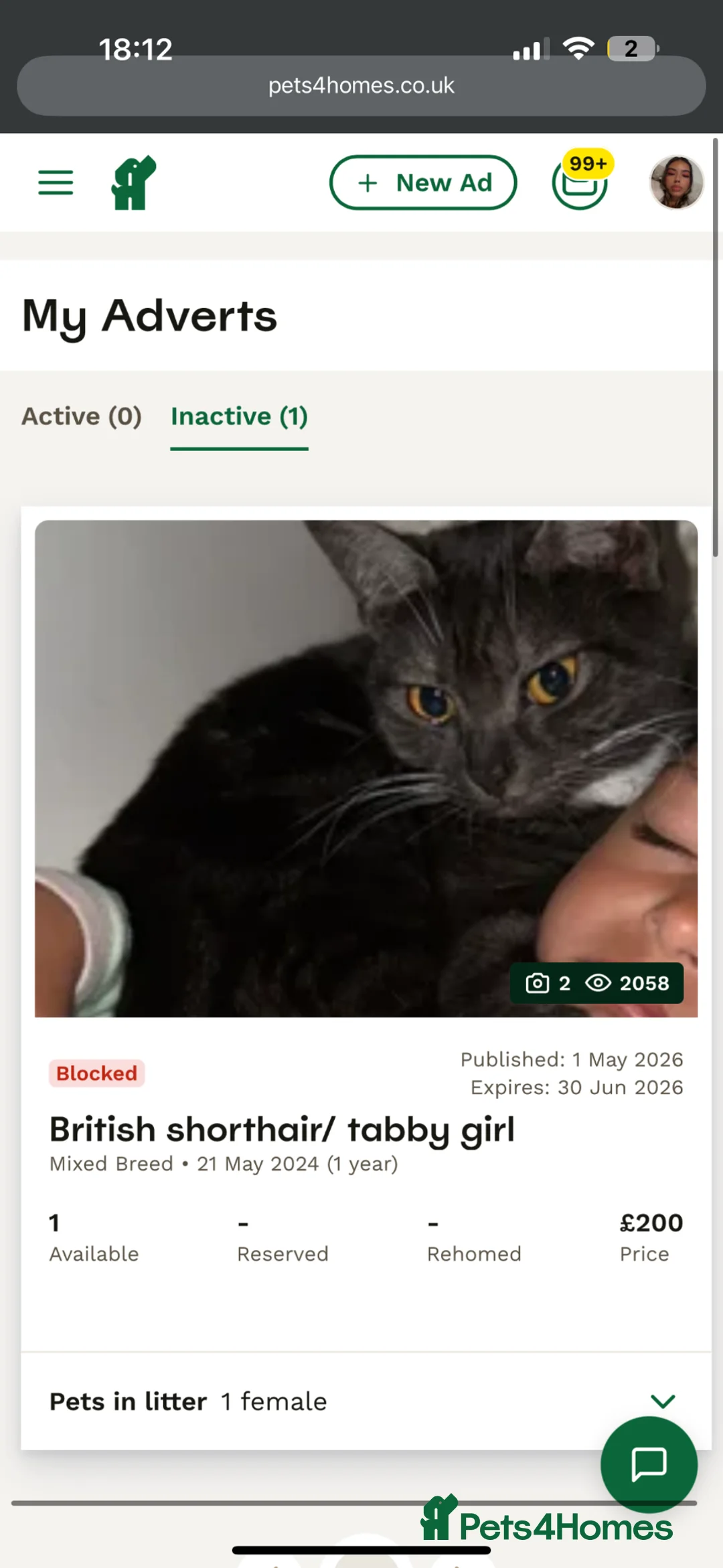 British Shorthair cats for sale: British shorthair / tabby female cat  - Advert 1
