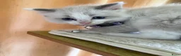 Ragdoll cats for sale: Beautiful full ragdoll kittens  - Advert 3