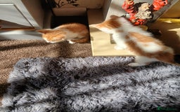 Mixed Breed cats for sale: Beautiful kittens ready  - Image 8