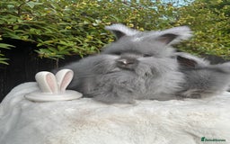 Angora rabbits for sale: Harlequin and blue (grey ) angoras  - Image 9