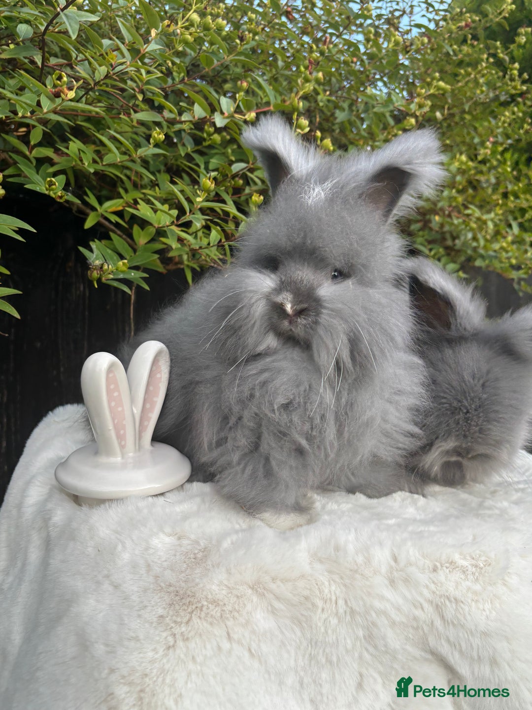 Angora rabbits for sale: Harlequin and blue (grey ) angoras  - Image 9
