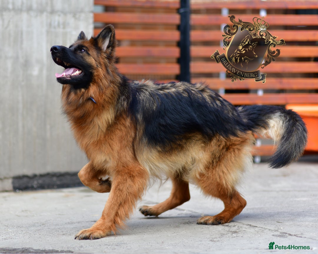 German Shepherd dogs for sale: TWO ADULT LONGHAIRED GSD FEMALES  - Image 9