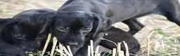 Mixed Breed dogs for sale: German short haired pointers x lurcher  - Advert 6