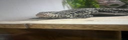 Lizard reptiles for sale: Black and white tegu for sale  - Advert 5