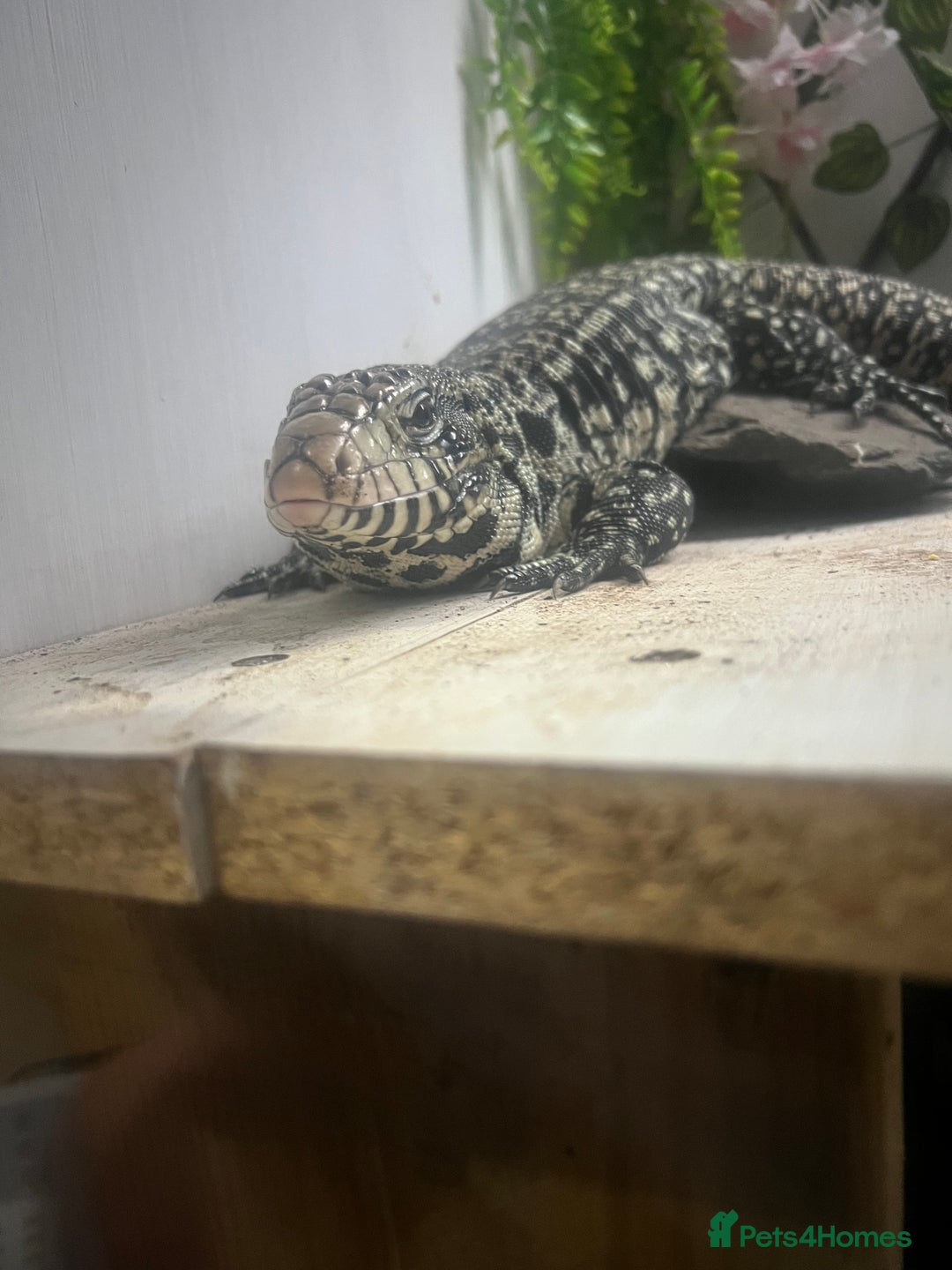 Lizard reptiles for sale: Black and white tegu for sale  - Advert 5