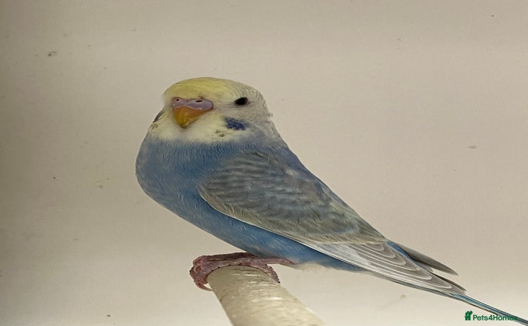 Budgerigars birds - Advert 12