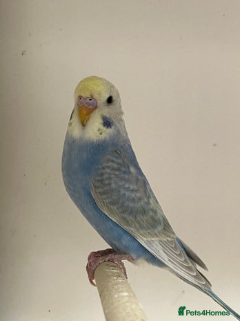 Budgerigars birds - Advert 12