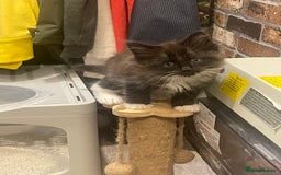 Ragdoll cats for sale: Radgoli mix maine conn - Image 9