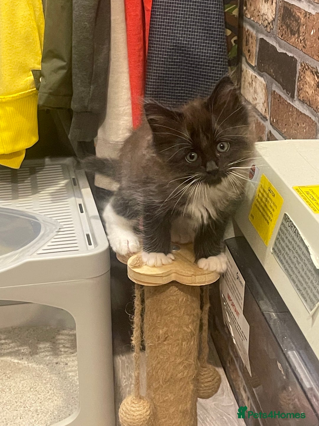 Ragdoll cats for sale: Radgoli mix maine conn - Image 9