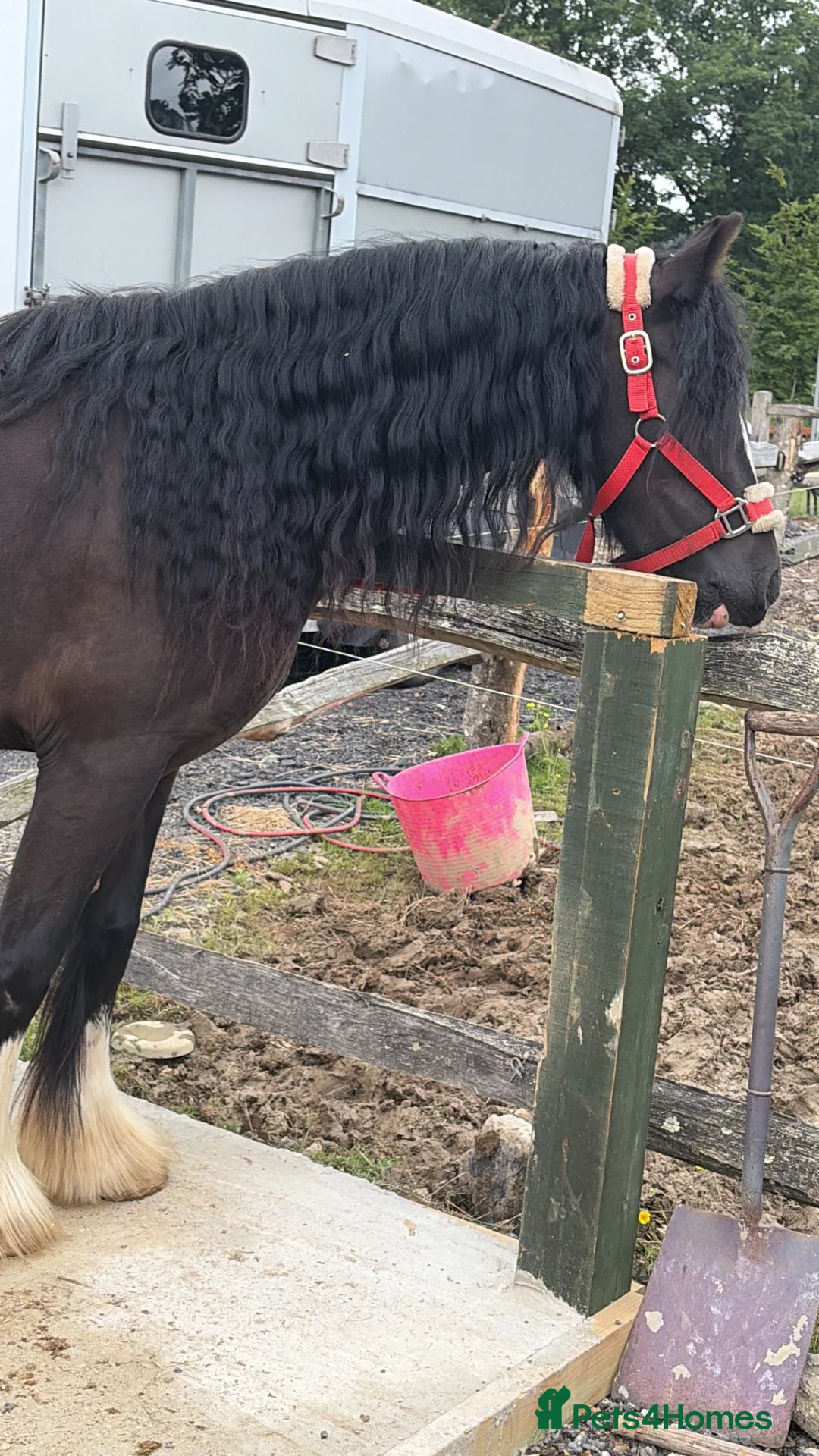 Irish Cob horses for sale: Cob riding pony name moon in Pulborough - Advert 6