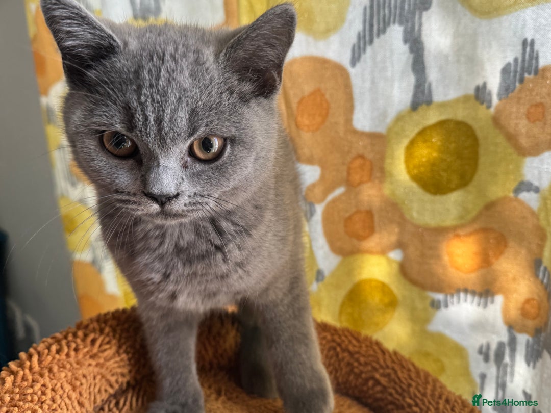 British Shorthair cats for sale: GCCF Registered British Shorthair Kittens  - Image 21