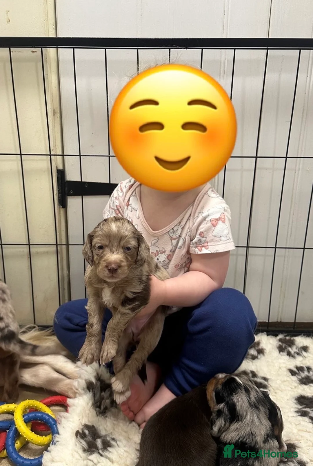 Mixed Breed dogs for sale: ONLY 1 LEFT Beautiful Cocker X Puppies  - Advert 18