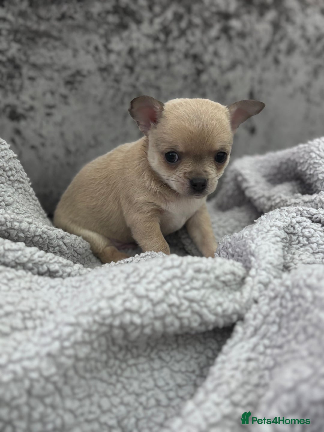 Chihuahua dogs for sale: KCREG Long/Shorthair chihuahua Champ/russian Lines - Advert 22