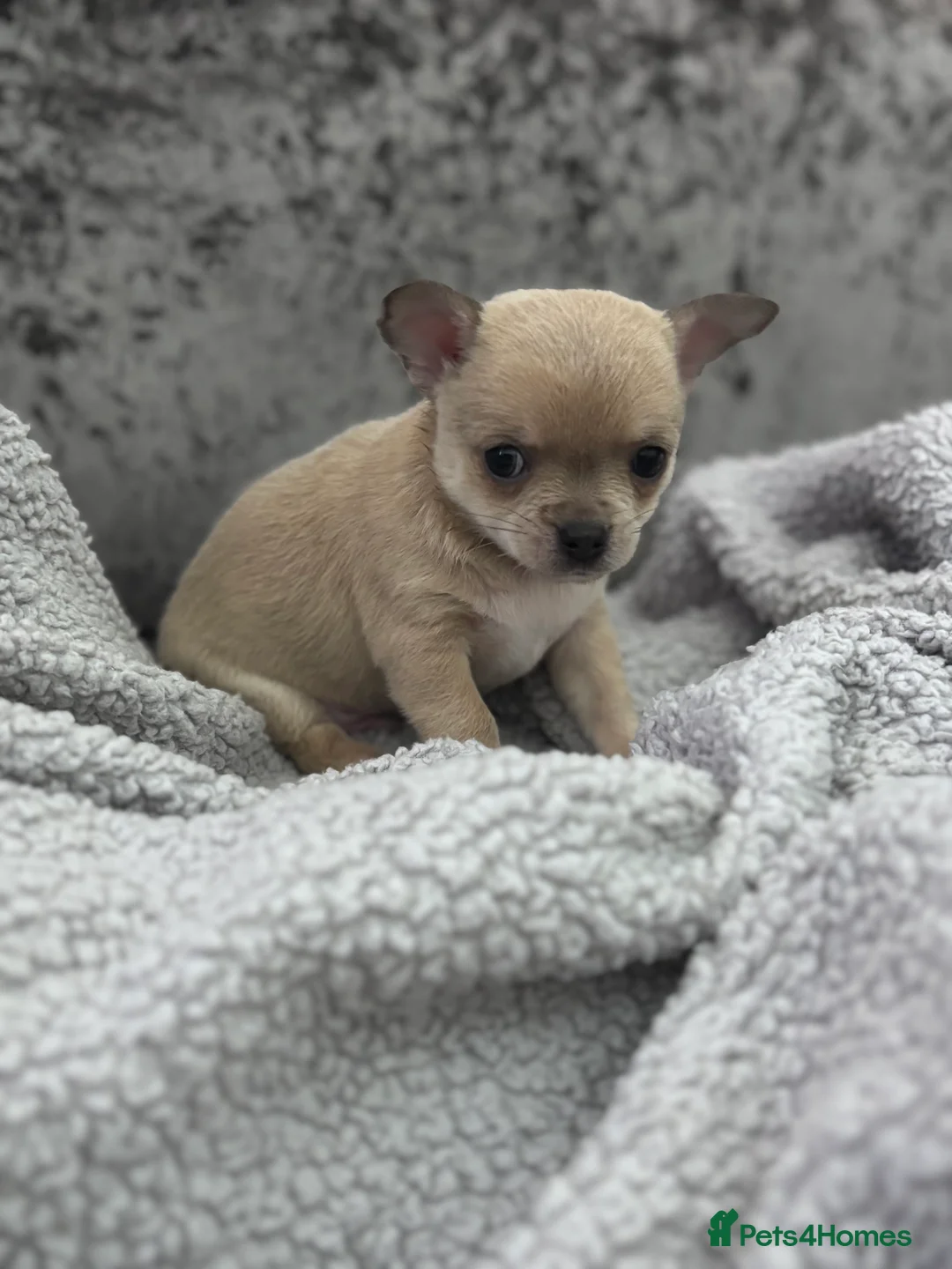 Chihuahua dogs for sale: Last boy KC REG chihuahua Champ/russian READY NOW - Advert 35