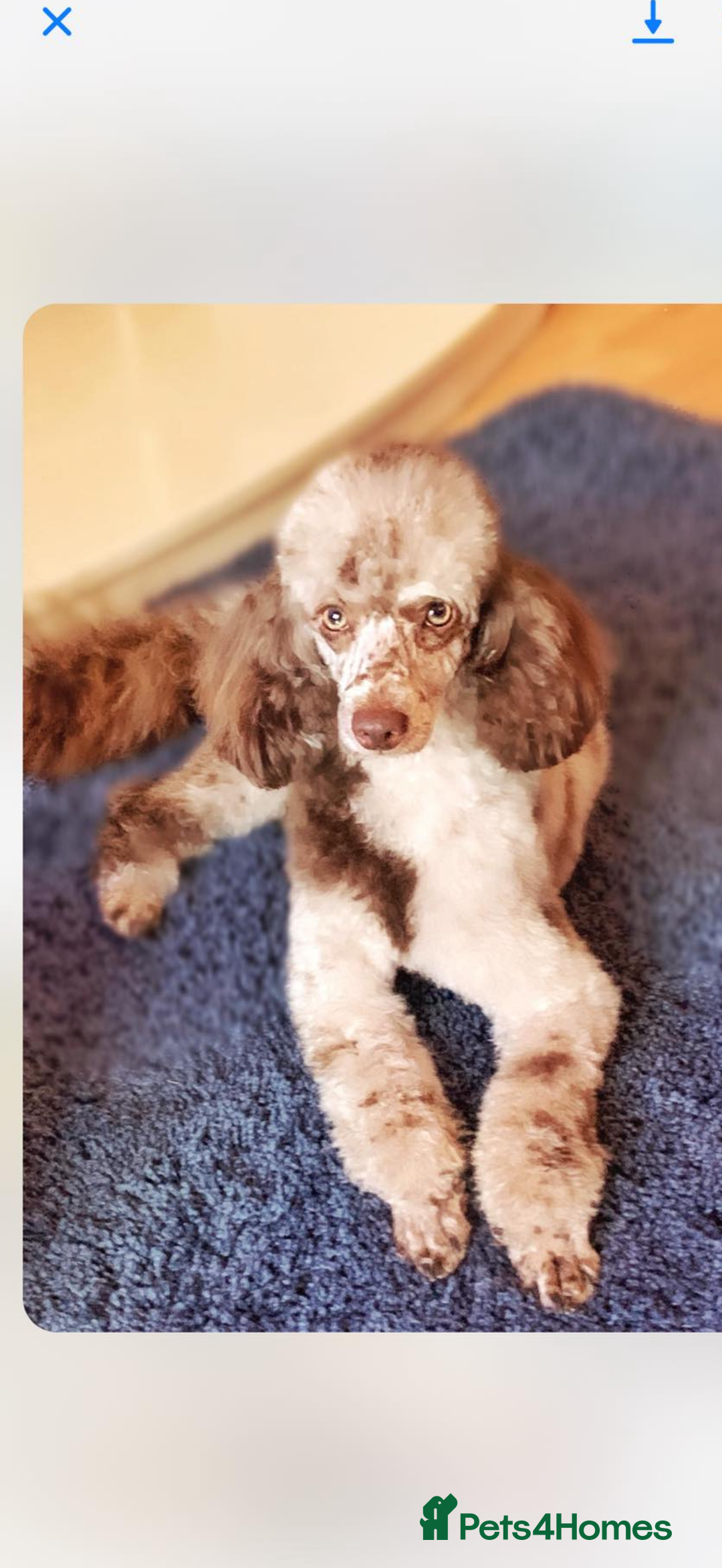 Poochon dogs for sale: 5 stunning poochon puppies with rare colourings  - Advert 18