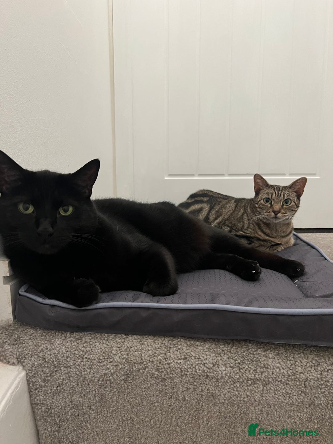 Mixed Breed cats for sale: Must go together! - Advert 15