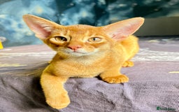 Abyssinian cats for sale: Stunning sorrel and usual Abyssinian kittens  - Image 17