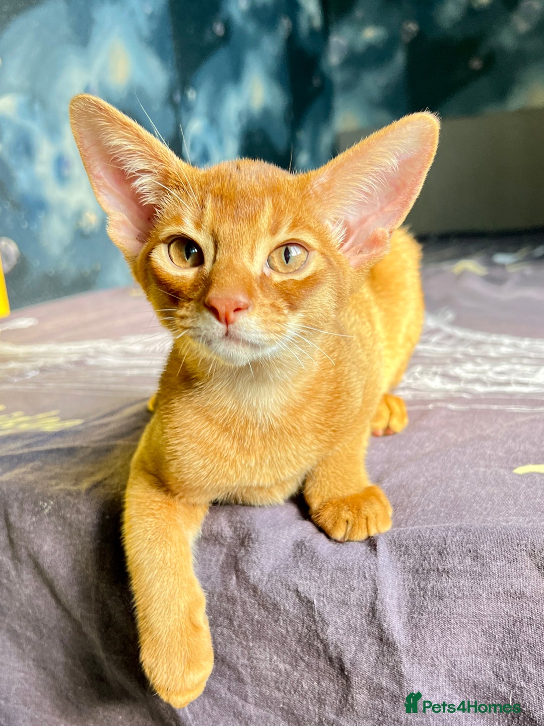 Abyssinian cats for sale: Stunning sorrel and usual Abyssinian kittens  - Image 17