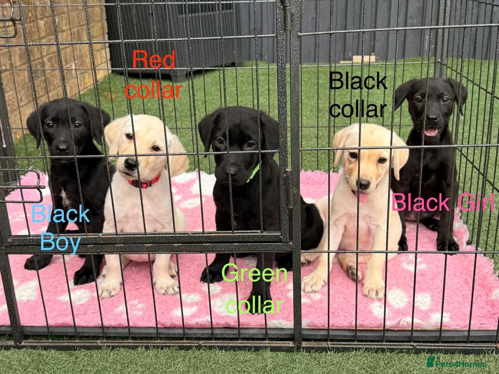 Labrador Retriever dogs !! READY NOW !! Labrador Puppies For Sale - Advert 18