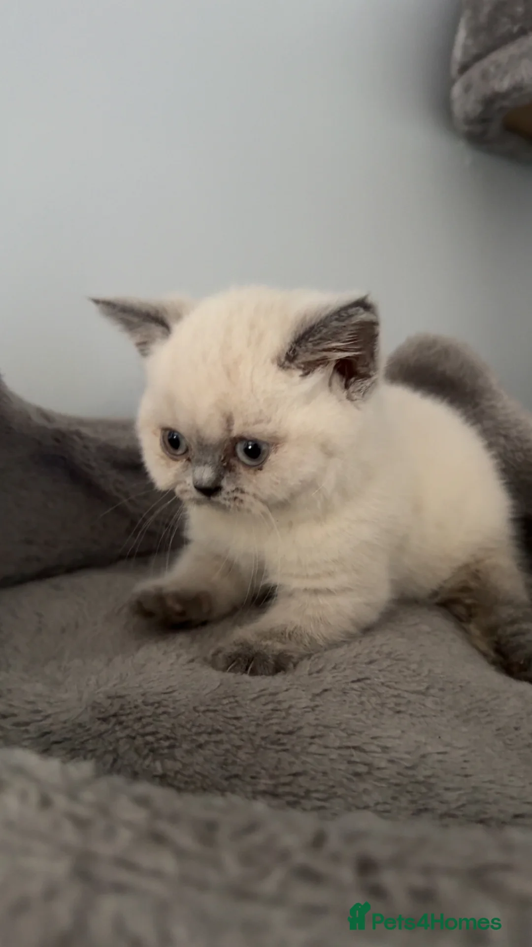 British Shorthair cats for sale: British Shorthair Kittens Ready for a Loving Home - Advert 2