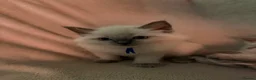 Ragdoll cats for sale: 6 Beautiful ragdoll kittens ready now - Advert 5