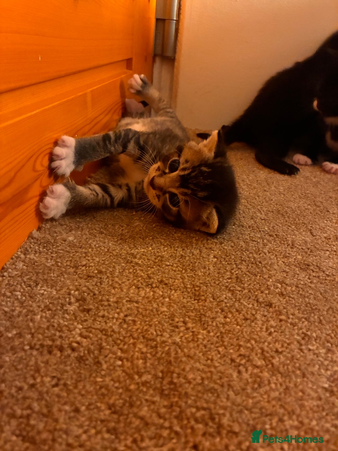 Mixed Breed cats for sale: Beautiful and super playful kittens  - Image 14