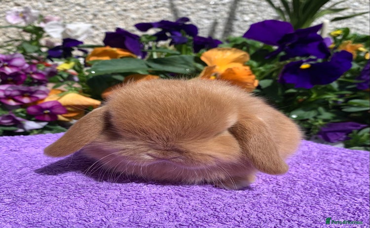 Mini Lop rabbits - Advert 9