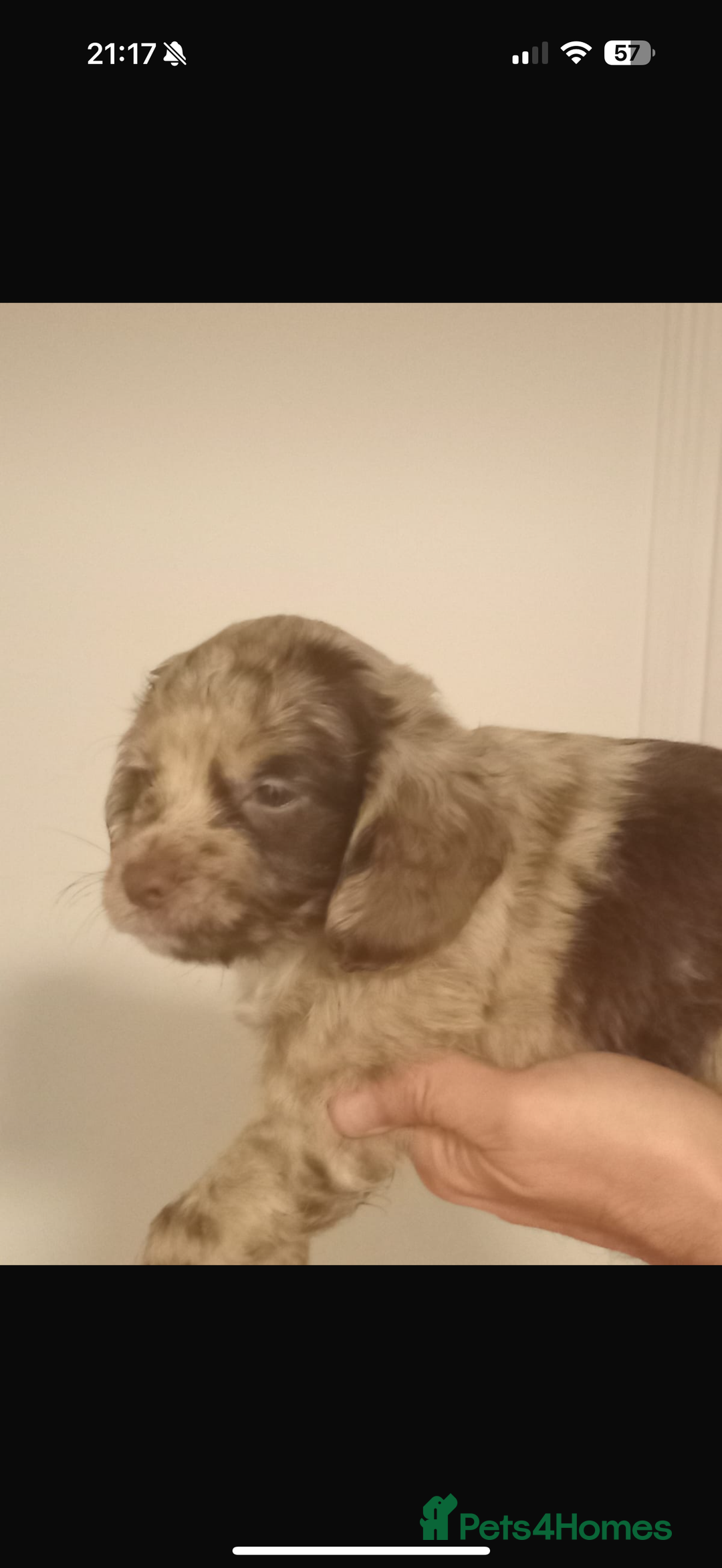 Cocker Spaniel dogs for sale: Working cocker spaniels  - Image 5