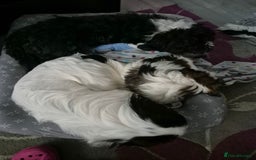 Mixed Breed dogs for sale: 2 adorable Havanse x japanese chin puppies  - Image 13