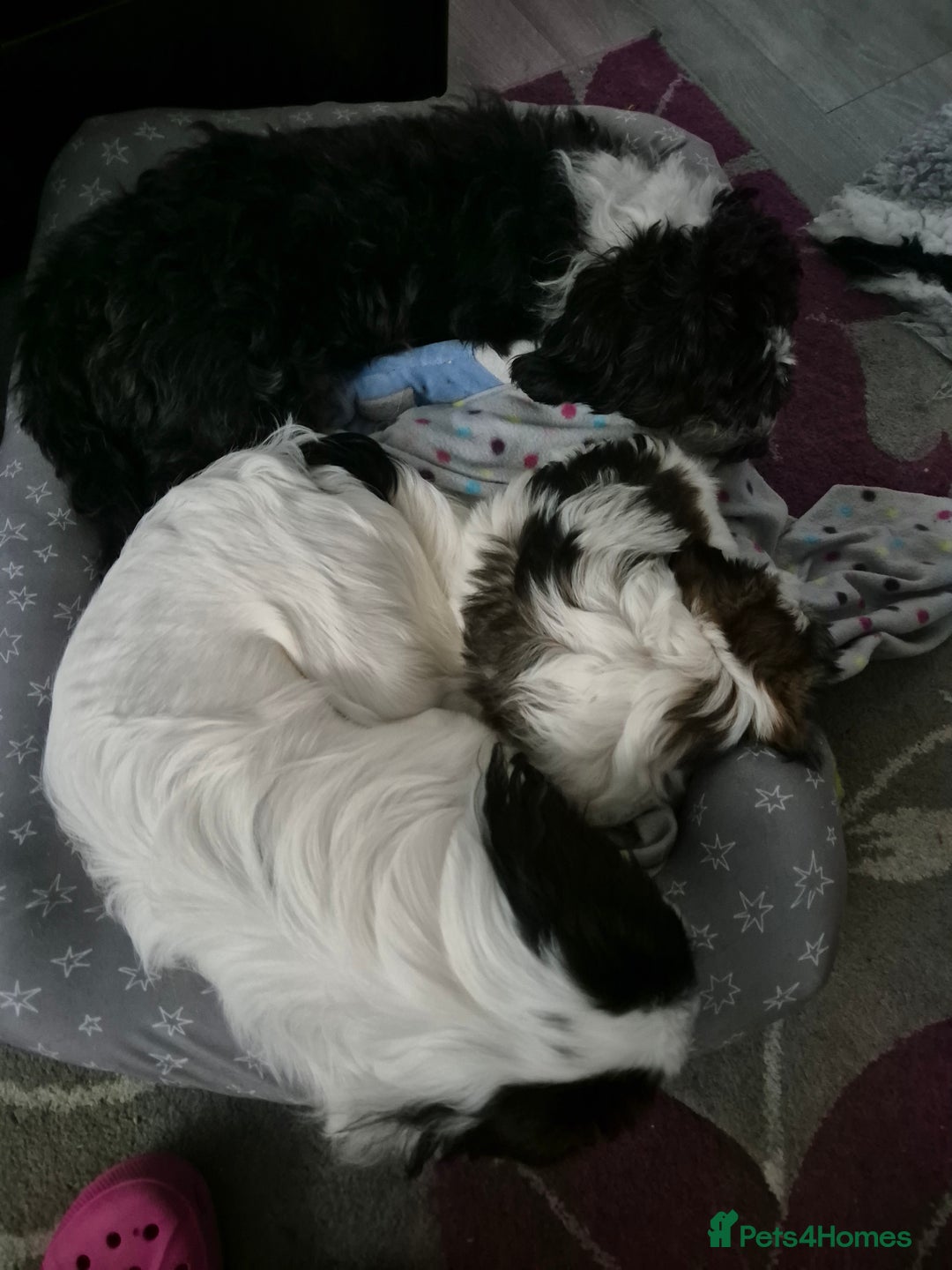 Mixed Breed dogs for sale: 2 adorable Havanse x japanese chin puppies  - Image 13
