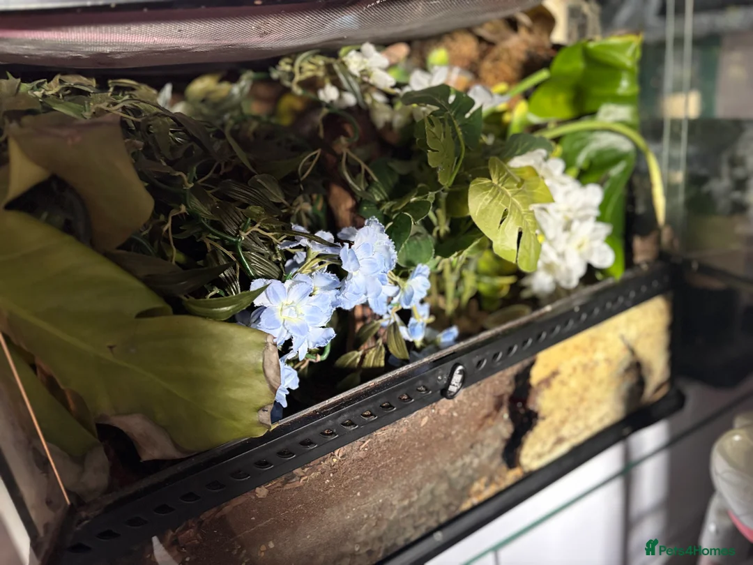 Gecko reptiles for sale: Various geckos available  - Advert 4