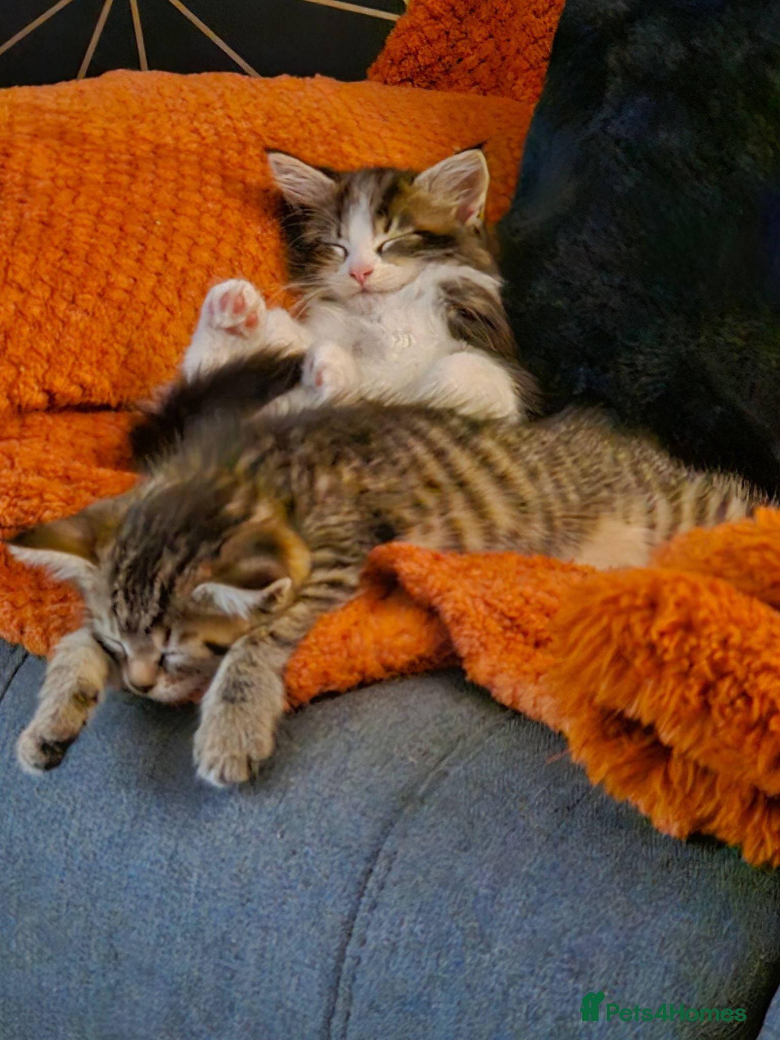 Maine Coon cats Maine Coon x  kittens - no papers - Advert 10
