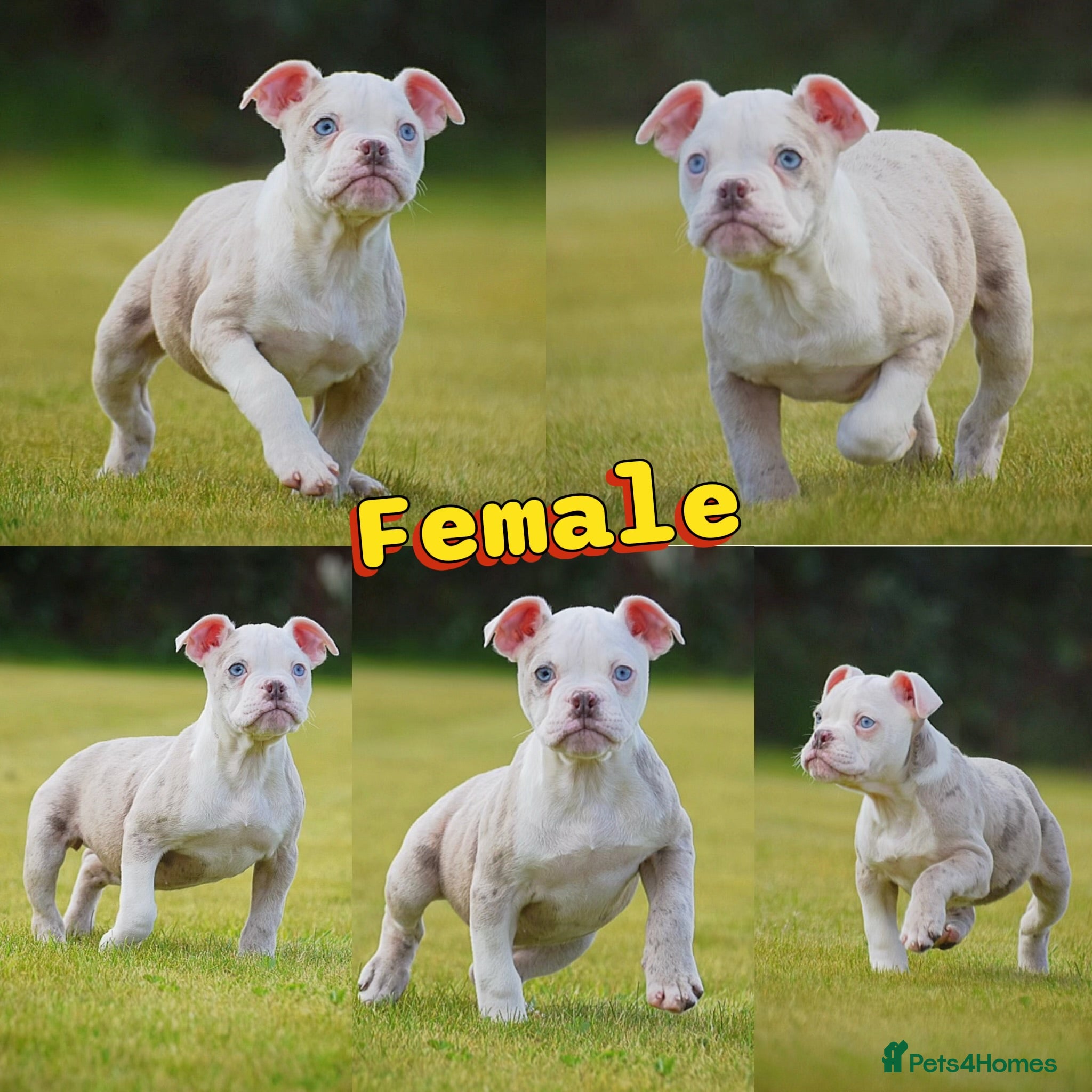Olde English Bulldogge dogs 23❤️YEARS❤️5⭐️RATED❤️LICENSED❤️PROFESSIONALS❤️ - Advert 13