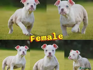 Olde English Bulldogge dogs 23❤️YEARS❤️5⭐️RATED❤️LICENSED❤️PROFESSIONALS❤️ - Advert 13