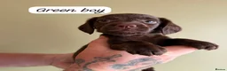 Mixed Breed dogs for sale: 5* Cockador Puppies - Advert 3