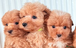 Cairn Terrier dogs for sale: STUNNING F1 cairn-oodle puppies  - Image 12