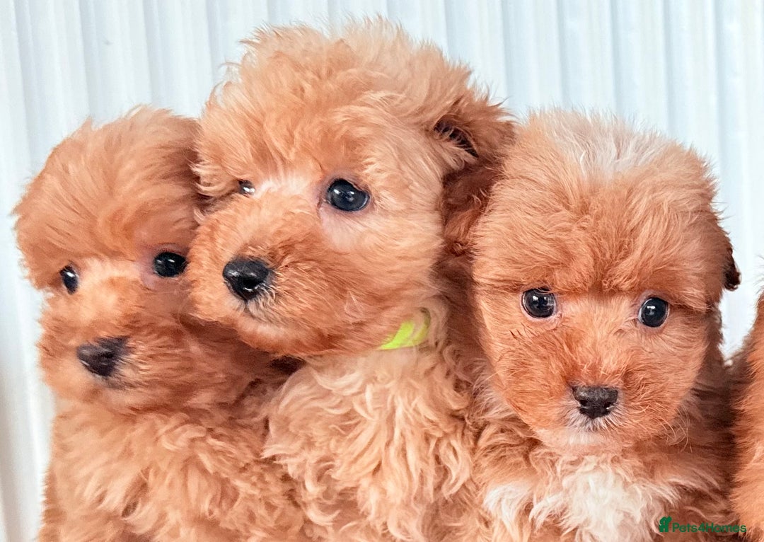 Cairn Terrier dogs for sale: STUNNING F1 cairn-oodle puppies  - Image 12