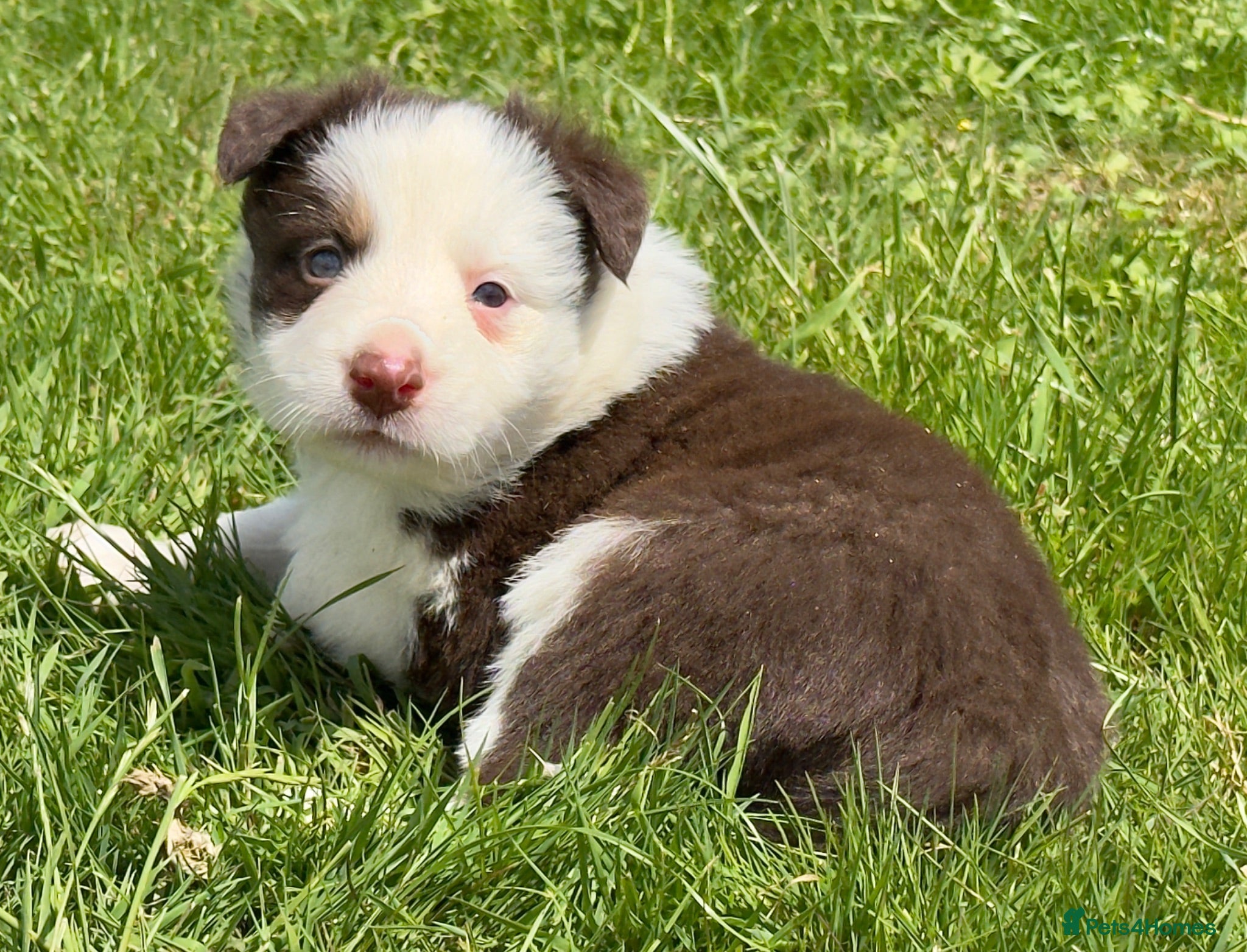 Border Collie dogs Red Tricolour Border Collie - Advert 1