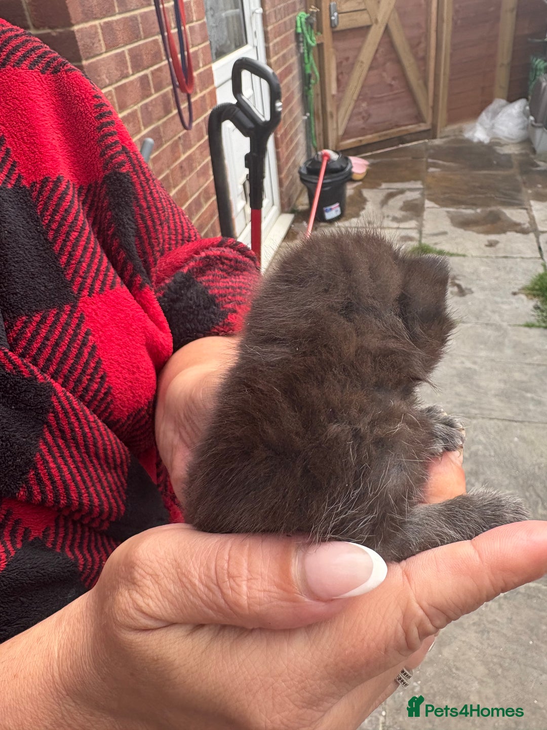British Shorthair cats for sale: British Shorthair kittens  - Image 19