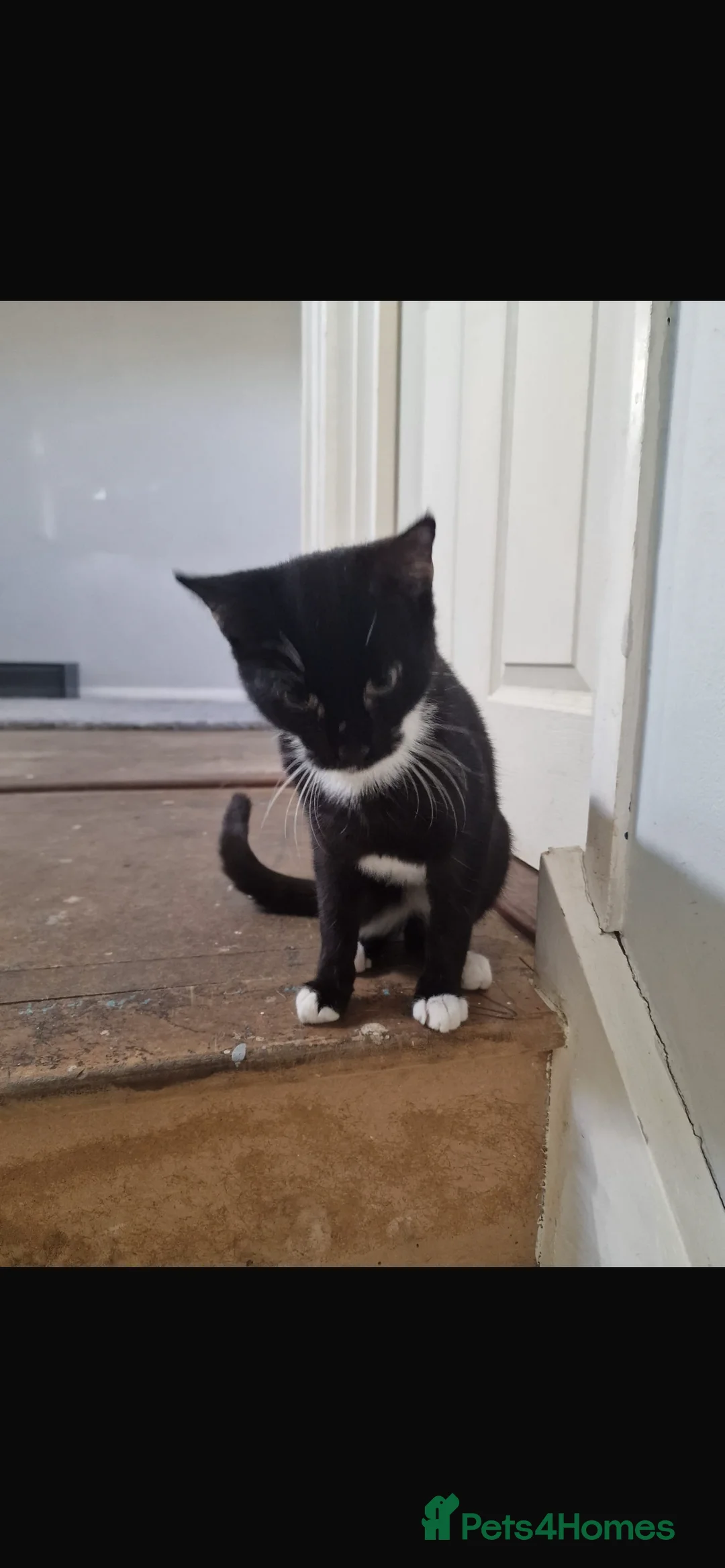 Mixed Breed cats for sale: Male kitten  - Advert 1