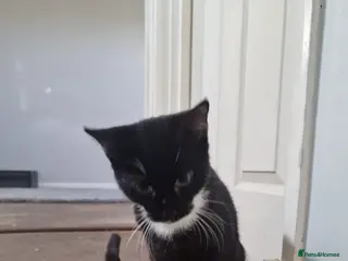 Mixed Breed cats Male kitten - Advert 1