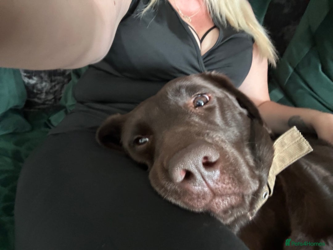 Labrador Retriever dogs for sale: Beautiful 3 year old girl - Advert 4