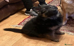 German Shepherd dogs for sale: German Shepherd Pups For Sale - Advert 3