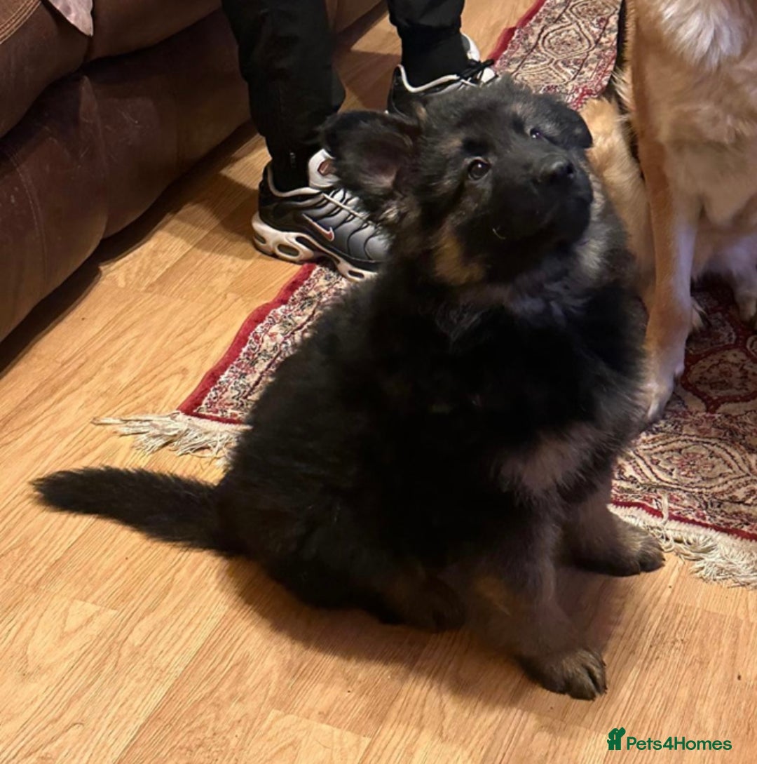 German Shepherd dogs for sale: German Shepherd Pups For Sale - Advert 3