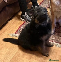 German Shepherd dogs German Shepherd Pups For Sale - Advert 1