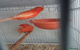 Canaries birds for sale: 2 red canaries  - Image 4