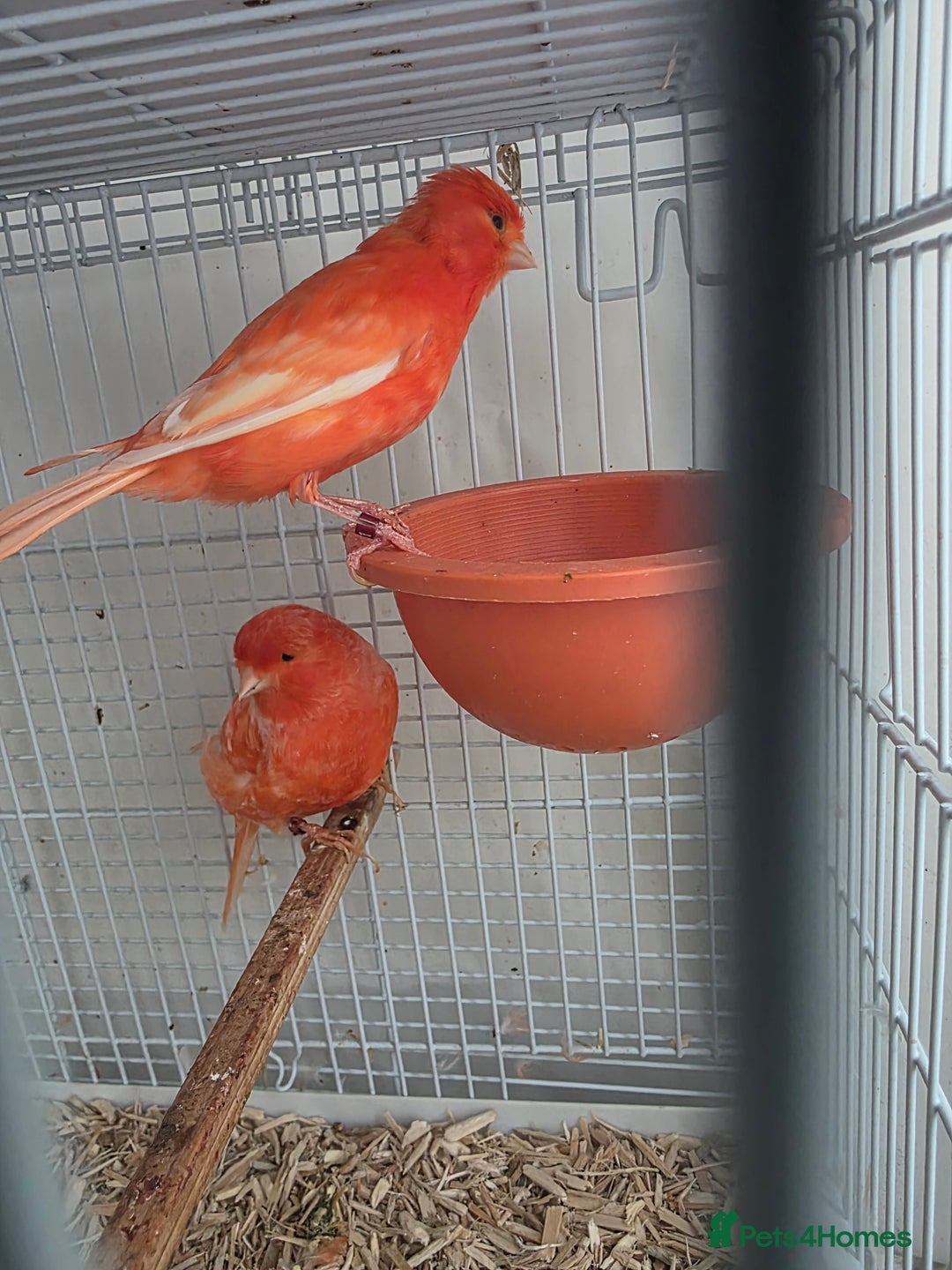Canaries birds for sale: 2 red canaries  - Image 4