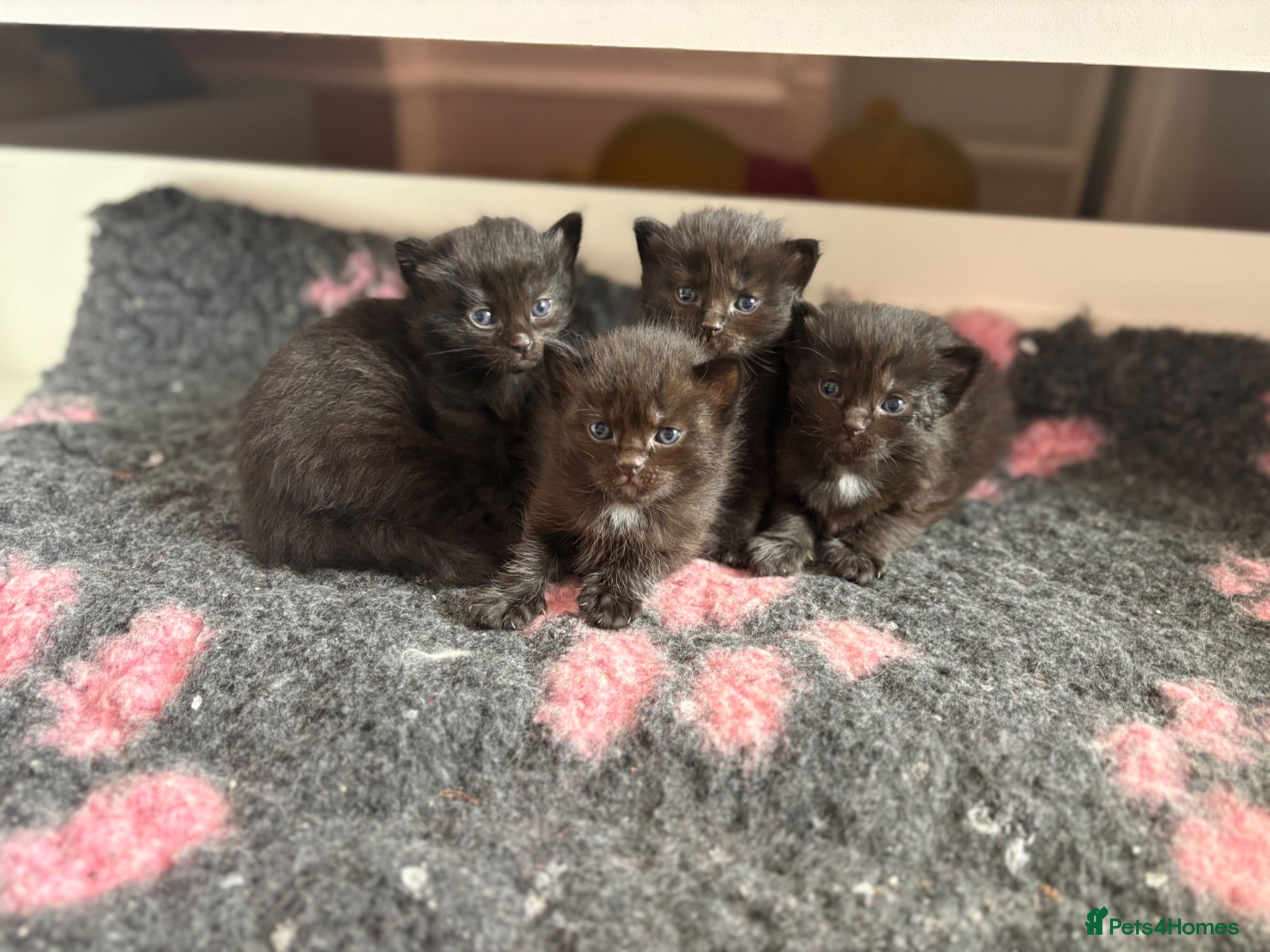 Mixed Breed cats Half Ragdoll kittens - 3 girls, 1 boy  - Advert 3